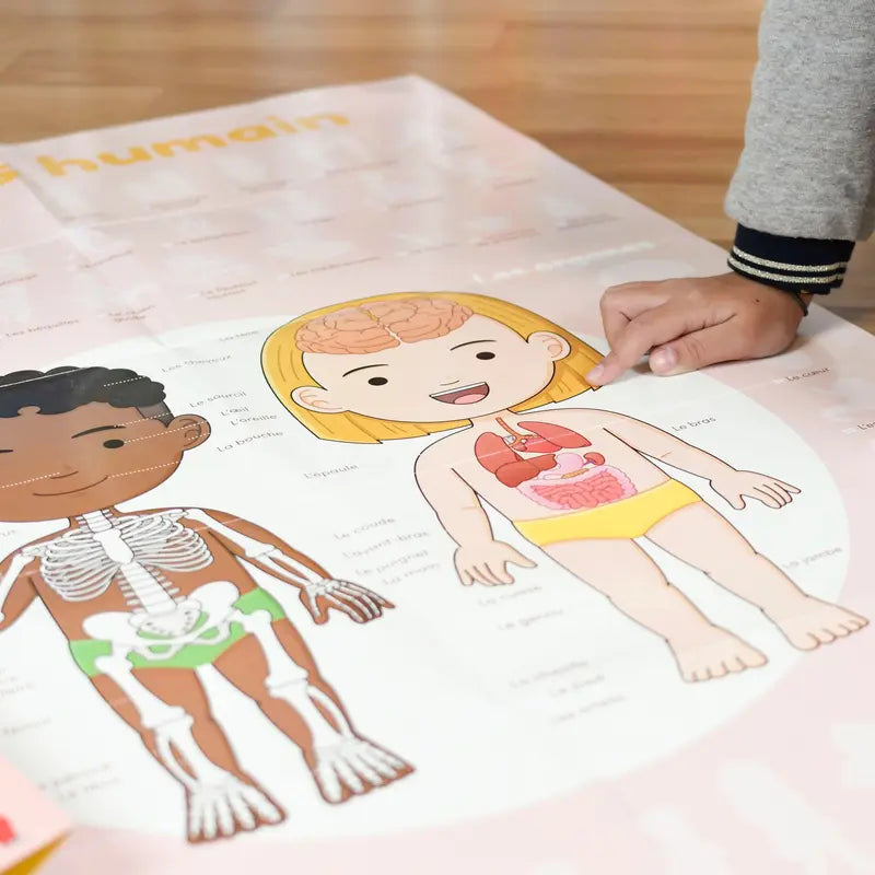 A child explores anatomy by pointing to organs and bones on the Poppik Discovery Sticker Poster – Human Body, a colorful and engaging way to learn about the human body’s internal systems.