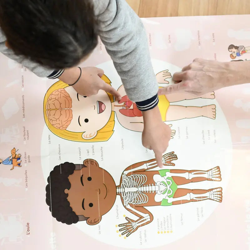 A child and an adult point at parts of the Poppik Discovery Sticker Poster – Human Body, which features illustrated organ and skeleton diagrams. The poster is laid flat, ideal for interactive learning with educational stickers.